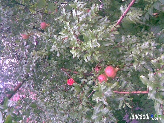 ����--ʯ�� ʯ��,����,�Ⱥ�,��� �ִ�ʫ�� 061327zk229eevbt2pa7ai