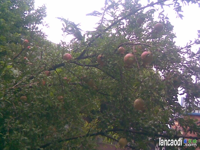 ����--ʯ�� ʯ��,����,�Ⱥ�,��� �ִ�ʫ�� 061501phoel6he8r8h6ral