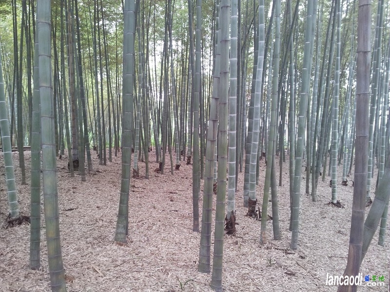 ����֮�ã����ģ���ͥ�� ��������˹,��ͥ��,��˹�ں�,�໨��,����ɽ ɢ����� 120443etpcp888cxq448xp