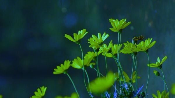 �������� ���� ɢ����� 212843n7f9qyj7zvqq79cf