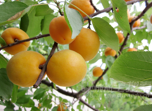 �Ӷ����� �Ӷ�,���� �ִ�ʫ�� 102354ouxb3006wzwyku8u