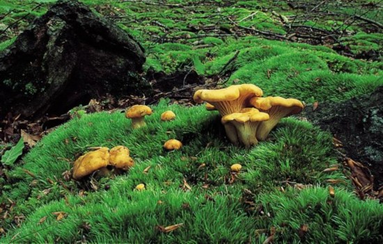 Ģ���������ģ���ɽ���ɣ� Ģ��,��ɽ,���� ���Ͻ��� 085430u01w0027n0a2m2a4