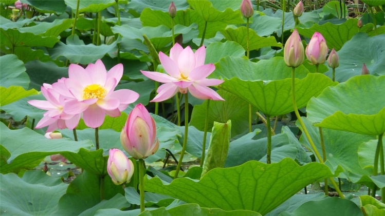 ����  ӳ�պɻ������� ��������԰��ʦ��ͼ�� ����,ӳ��,�ɻ�,����,��ʦ ���Ͻ��� 184108kxkxy55aqj9yn79e