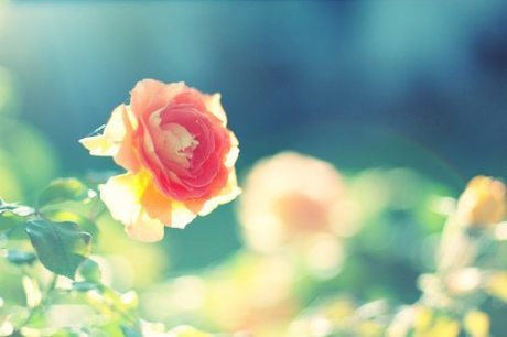 ������һ�ף� ��һ�� �ִ�ʫ�� 195037sw5w9rrrn4szzvr2