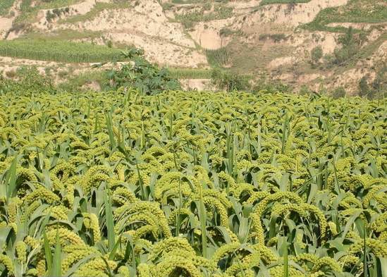   ���Ͻ��� 200434gz3s111tb13vnvvo