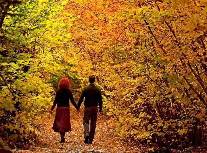 ��Ҷ���� ������,��˵,����,���� �ִ�ʫ�� 202551ssf9f1q3e4kks423