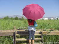 ��һ������磬�����ʫ81����д��{��֮ʫ}��ԭ����ʫ�� һ��,��ʫ,��д,ԭ�� �ִ�ʫ�� 031749ftmw0hc0z8fz85t8