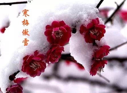 ������ •÷���˼ ��Ұ�,����,���� ���Ͻ��� 124835rqgnoy8mzzf5dmco