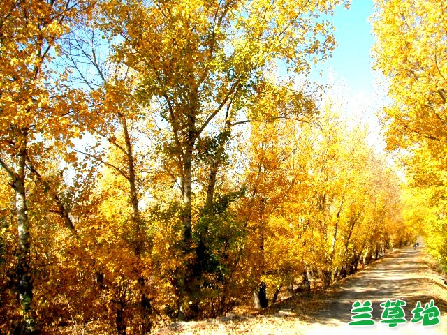 �ﾰ �ﾰ ���Ͻ��� 184832b1qfff085r9k6185