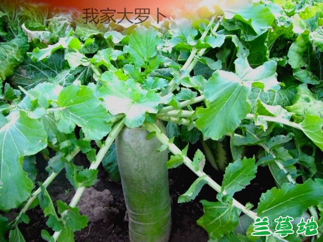 ���ٲˣ����޲� ���ٲ�,���� �ִ�ʫ�� 084535pqcpc8wun758878y