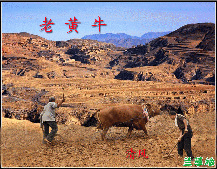 �ϻ�ţ �ϻ�ţ ɢ����� 162110vc0a2a6fohcz266t