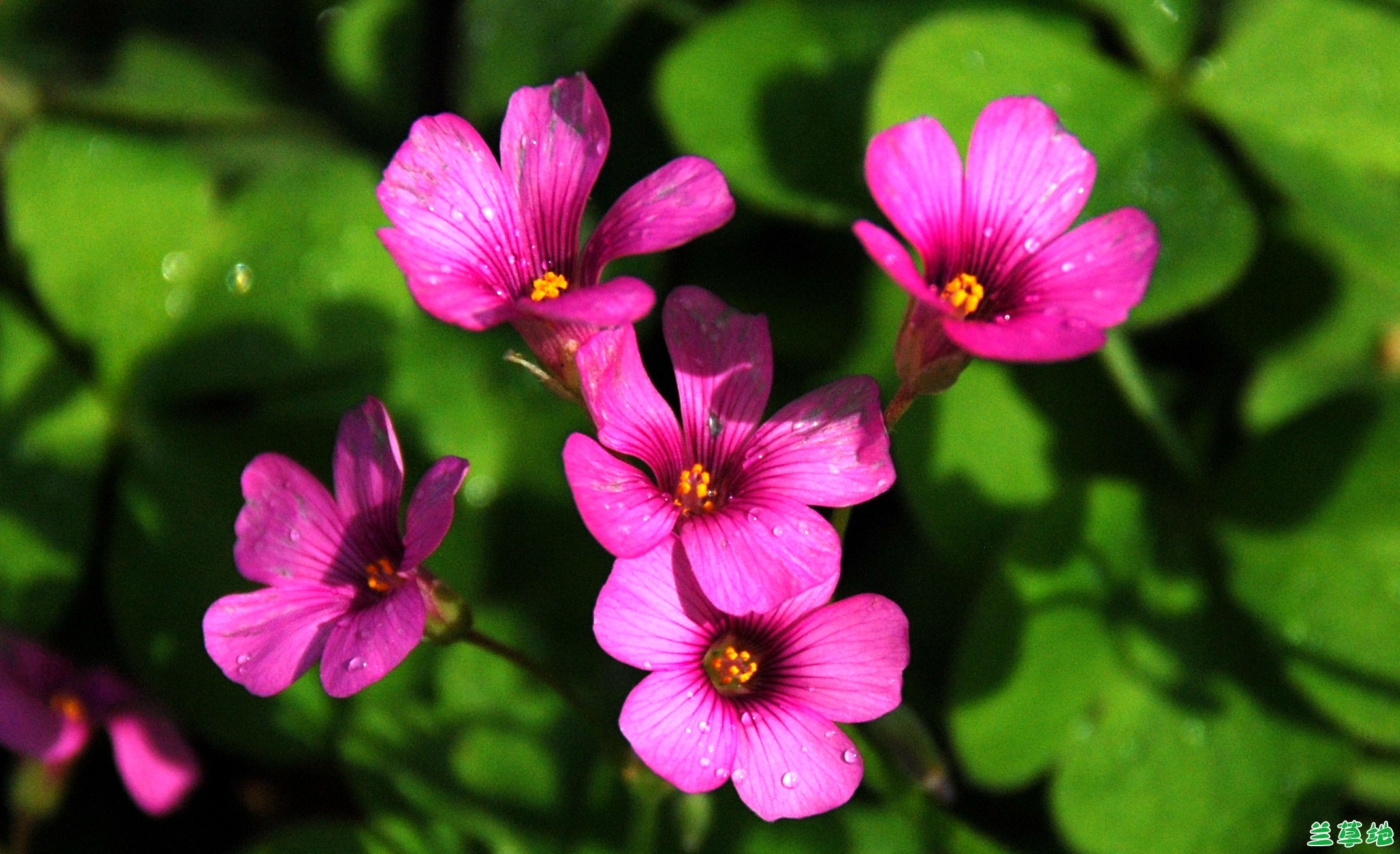 һ�䲻֪����С�� һ��,С�� �ִ�ʫ�� 151811pilcbg8d5wpl1h2e