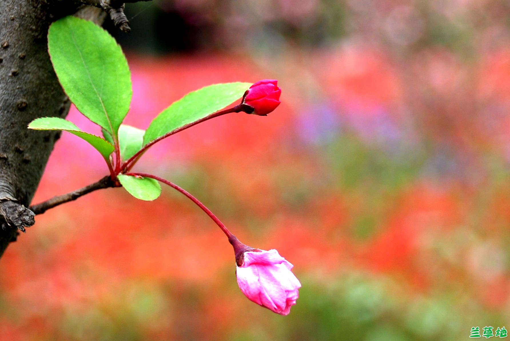 ���ɻ��� ����,����,��Ҷ,ѩ��,���� �ִ�ʫ�� 175003hjpvf9tr8s8f98po