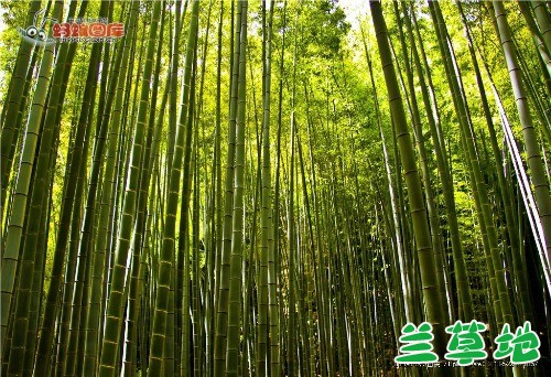 ��ӽ��  �ִ�ʫ�� 162127lcw063c9zu666p6t