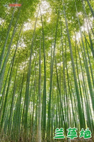 ��ӽ��  �ִ�ʫ�� 162134u4zlv11qnpw5w88w