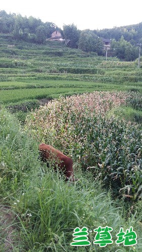 ���µĹ��� ���µ�,���� �ִ�ʫ�� 170337g40sccs02rqucxab