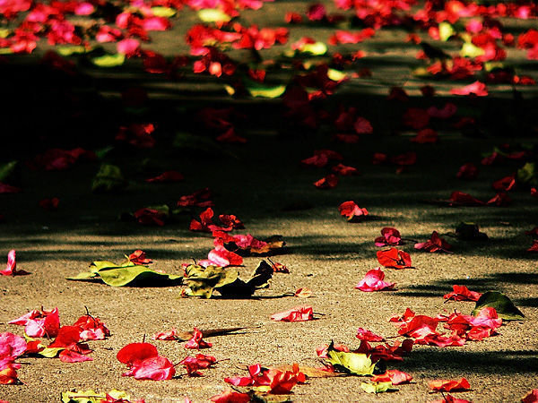 ����ɢ�� �� ҹ��˽��(NJ/�������) ����,ɢ��,˽��,��� ������ѧ 161241moaua1elfqxhasr5