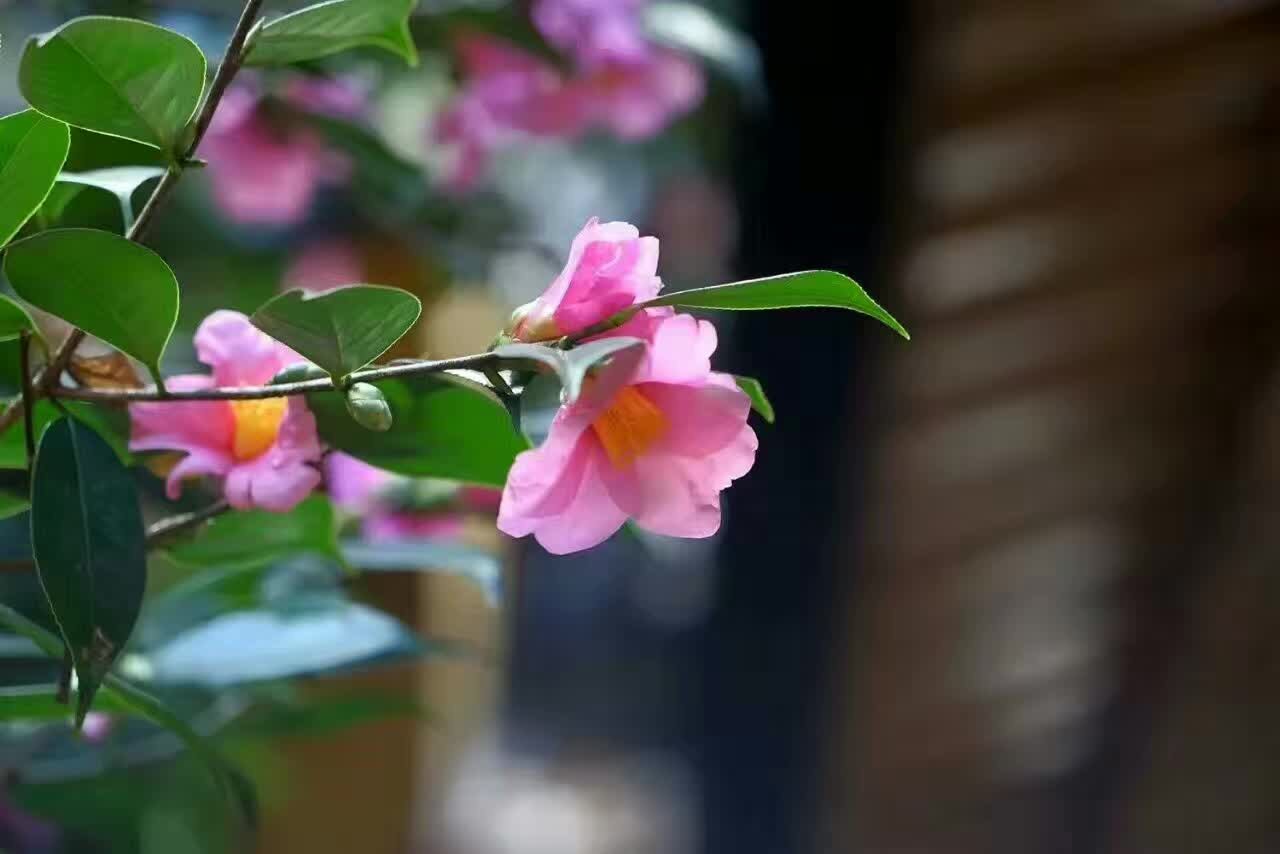 ����Ŀ�������˻ع� ����,����,�ع� �ִ�ʫ�� 200332lluelpdzvnnuqz5p