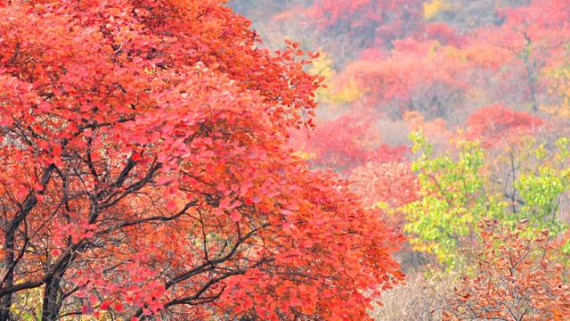 ������ĺ���Ʈ�Ž�� Ʈ��,��� ɢ����� 193501aemgefzcyubvciq0