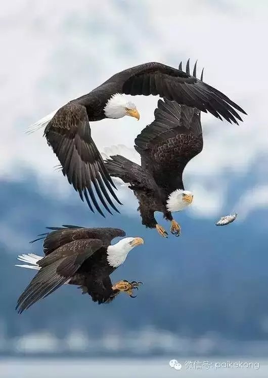 ���⣬���⣡  �ִ�ʫ�� 212846pqzml5zp9apaqzt3