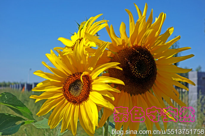 ʫ����  ���Ͻ��� 234116ieik8itl47fm7mt7