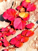 ���������ɫ���� ����,��ɫ,���� ɢ����� 221540wzwffcu08wmmwbb8