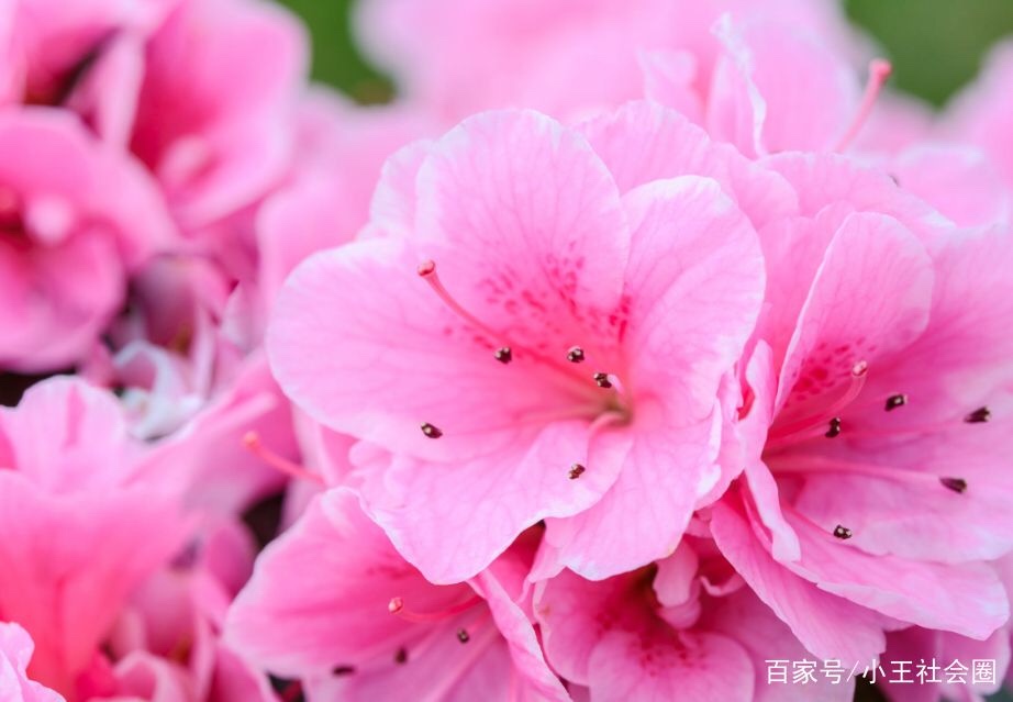 �����»���ɢ�ļ�԰�ҷ����� ��԰,�ҷ� ɢ����� 095048i3vvxbdvr8dyaaar