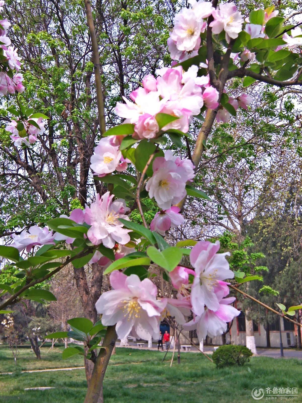 ����÷���Ƿҷ� ÷��,�ҷ� ���Ͻ��� 090645rcwzzwocqlzx6tsk