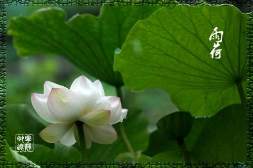 ���Ī��ǧ��Լ����ƪ���������� ǧ��,��ƪ,���� ���Ͻ��� 174646vjg0zk1jtieyktfm