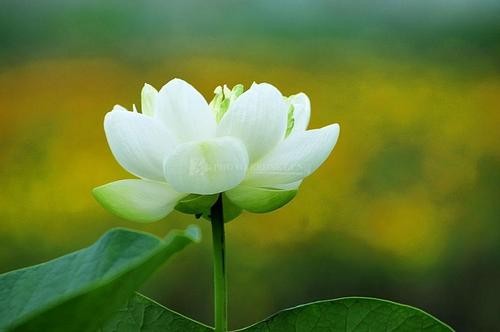 ���Ī��ǧ��Լ����6�� ǧ�� ���Ͻ��� 132220btz25tg5rrpsgfgi