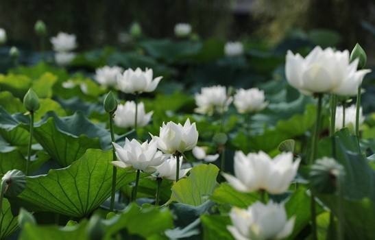 ���Ī��ǧ��Լ����4�� ǧ�� ���Ͻ��� 104958riumagadidjavygo