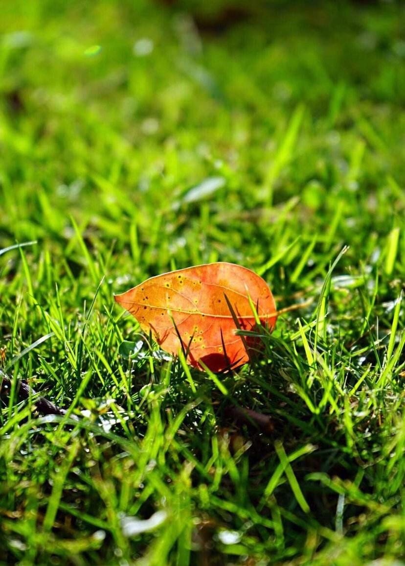 ��Ҷ����֮һ�� ֮һ ɢ����� 