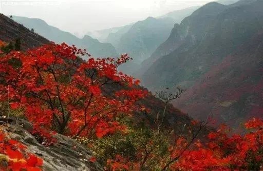 ��Ҷ���軨���� ��ѩ�����֣� ����,ѩ��,���� �ִ�ʫ�� 143635ovqmqx9ofyxxkmkm