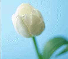 �������ɣ���һ ����ͥ��ˮ ����,����,��ͥ�� �ִ�ʫ�� 174057e1df1fdkuq9xyrtr