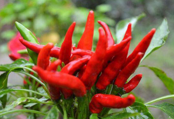 ���� . С���������ף� ����,С���� ���Ͻ��� 222521avoiibvbzgamixr4