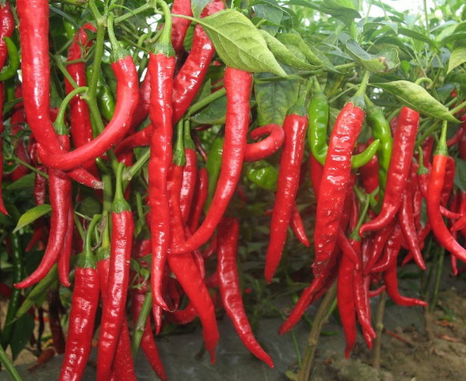 ���� . С���������ף� ����,С���� ���Ͻ��� 222521qjwrf21qswrjjqrl