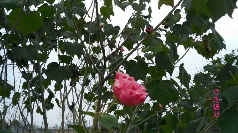 ܽ�ش�ɫ����� ܽ��,��ɫ,��� ���Ͻ��� 004248i4lf58bobbbb5t66