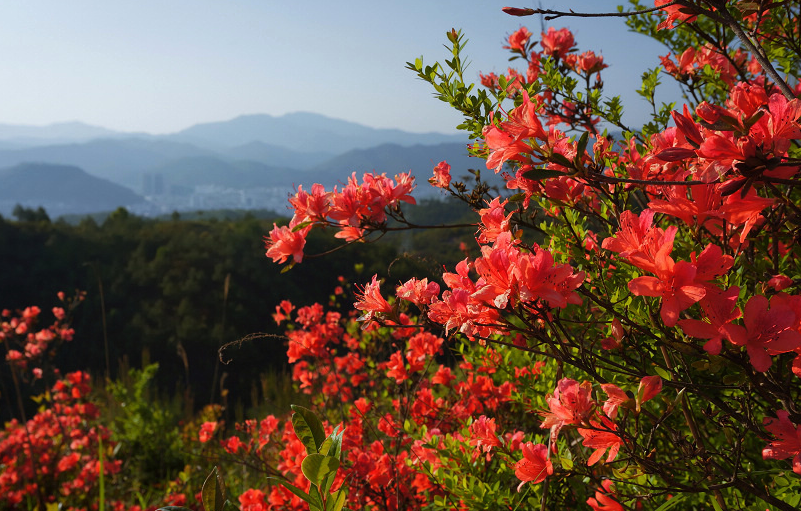 ���� . �����ޡ����׷�ɭ����ԣ» ����,����,�׷�ɭ,��ԣ» ���Ͻ��� 011356hokpkk3w4wlzf36p