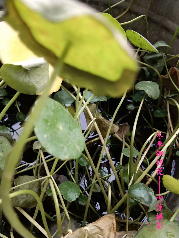 �Ϫɳ . ���ﻨ����ͭǮ �Ϫɳ,����,ͭǮ ���Ͻ��� 234747ynrjd9zsjs1d3vd8