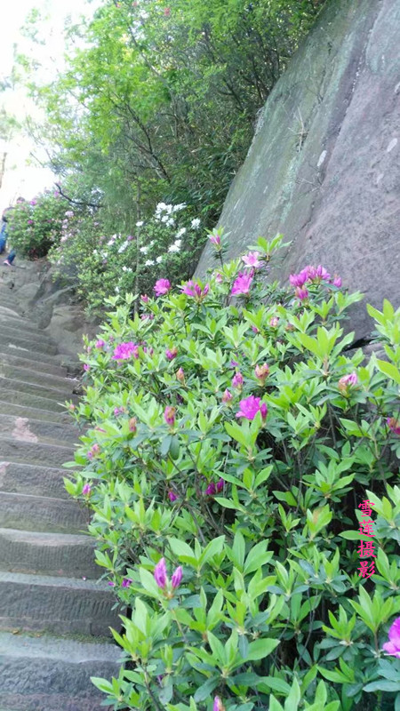 ������ɽ ����,��ɽ ���Ͻ��� 230259rlr8l84l5pj56l05