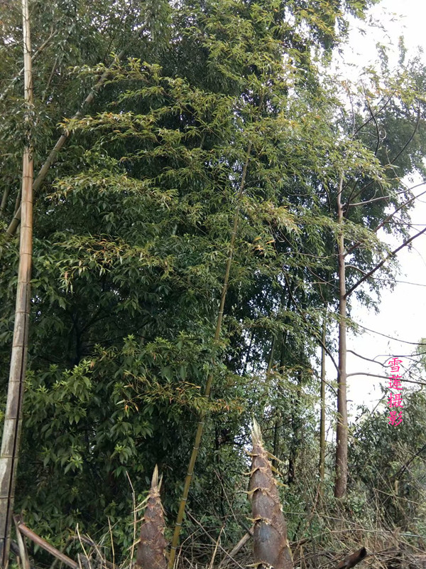 ����  ���Ͻ��� 224216ygb2bgzz0961y8al