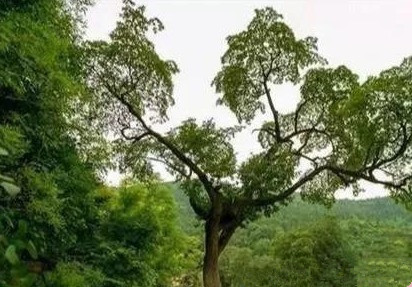 �߾� . ����ľ �߾�,����ľ ���Ͻ��� 200037xxmxekf5prpakkak