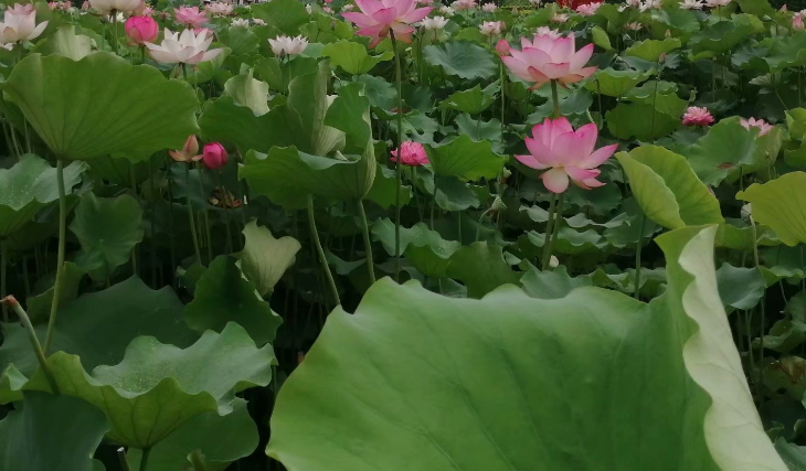 ���ĺɳ�  ���Ͻ��� 153144cz9eeg9yy99y9m7g