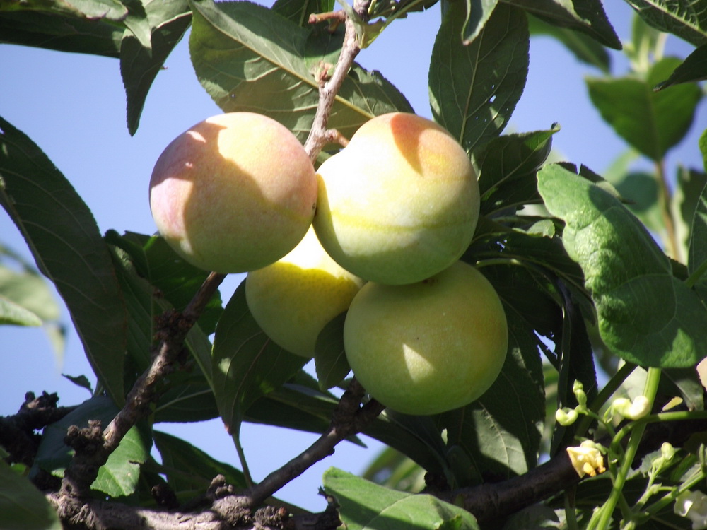 ��Ұ�澰���ģ���ɽ���ɣ� ��Ұ,�澰,��ɽ,���� ���Ͻ��� 071507n3v6v7rd7bfqvq7s