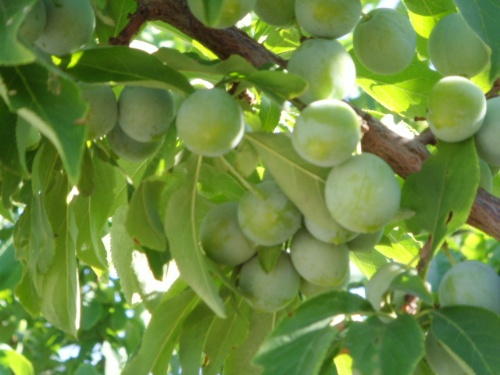 ��Ұ�澰���ģ���ɽ���ɣ� ��Ұ,�澰,��ɽ,���� ���Ͻ��� 071507r0kggrkjsauyuubr