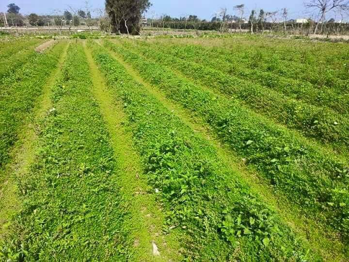 ������ζ�� ����,ζ�� ɢ����� 153424aniqy5sn4ysrukpn