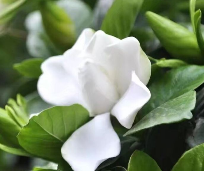 ���ӻ��������ף� ���ӻ��� ���Ͻ��� 224315dwx4olx9hhrzzi19