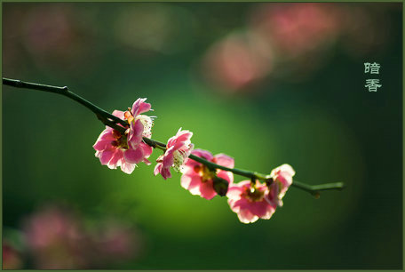 ���㻨Ӱ�ܹ��飨�ų��������ˡ���  ���Ͻ��� 002646jkktp4akektpt092