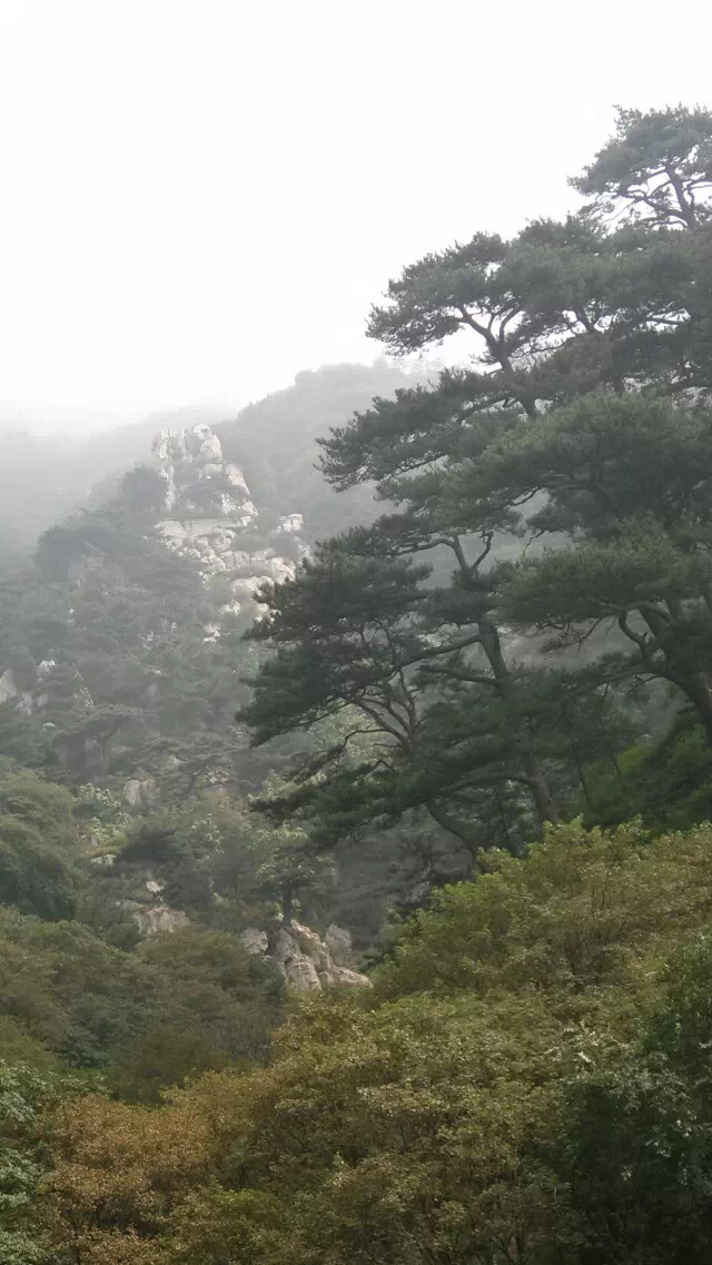 ����̩ɽ�� ̩ɽ ���Ͻ��� 213503f1qzgkz31pqz5mwk