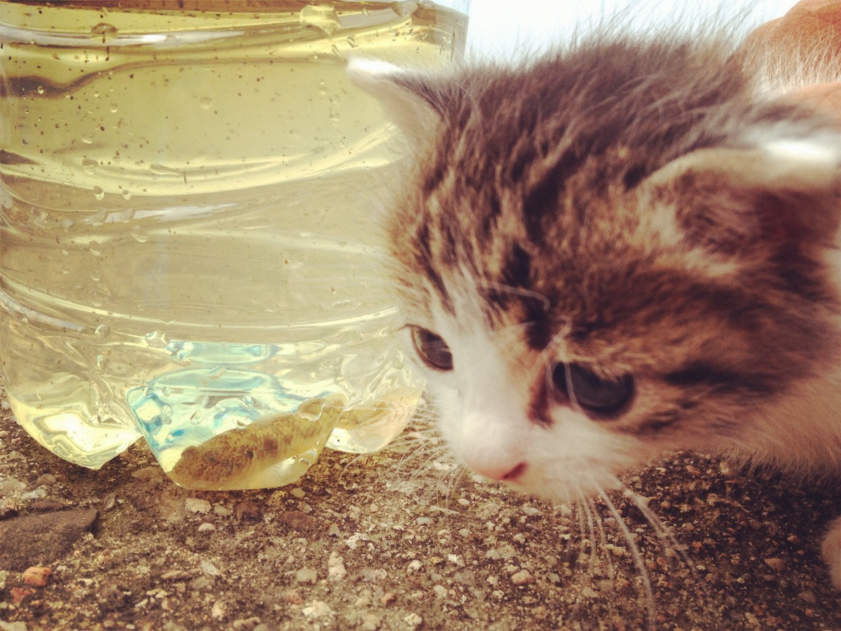 ����è  ԭ���׷� 220748yecigt2rng7z2tt8